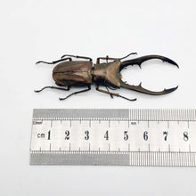 Longjaw Beetle Cyclommatus metallifer finae Insect - TaxidermyArtistry