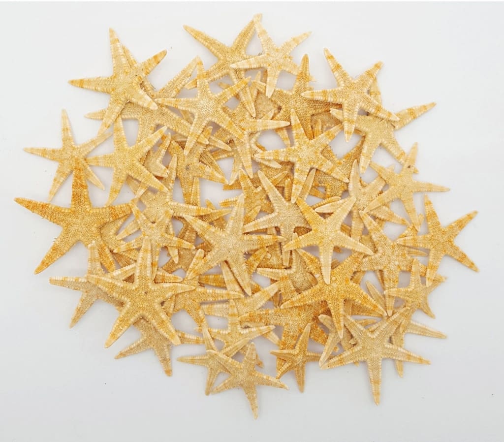 10 Ten Starfish Natural 1/4