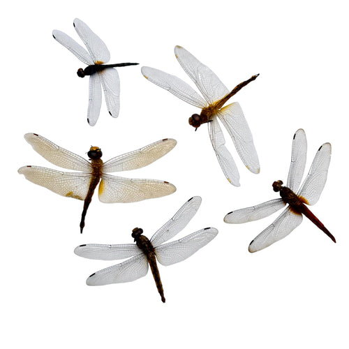 1pc Mixed Odonata, Damselflies/Dragonflies (Neurobasis/Neurothermis) - TaxidermyArtistry