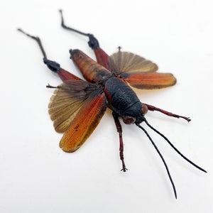Red Banded Cricket (Phalaca Grylloides Rufovittata) (Spread)