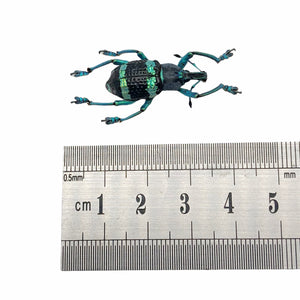 Blue Striped Weevil Beetle (Eupholus schoenherri mimikanus)