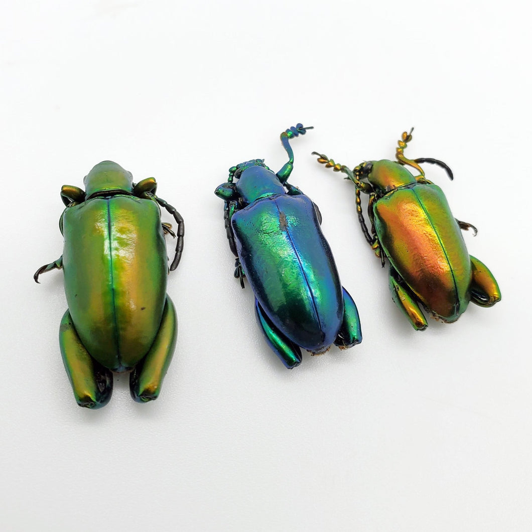 3 Set Giant Frog Beetle (Sagra longicollis) Chrysomelidae insect - TaxidermyArtistry