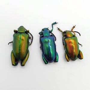 3 Set Giant Frog Beetle (Sagra longicollis) Chrysomelidae insect - TaxidermyArtistry