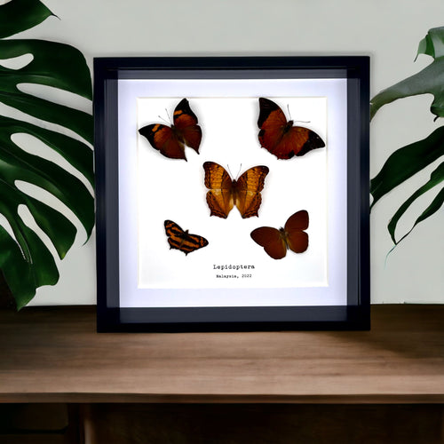 5 Brown Leaf Butterflies Art Frame (Mixed Lepidoptera) - TaxidermyArtistry