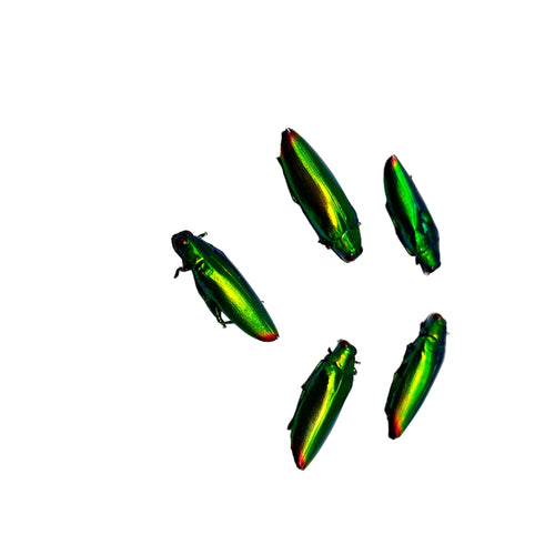 5 Flame Tip Green Jewel Beetles (Chrysochroa fulminans) - TaxidermyArtistry