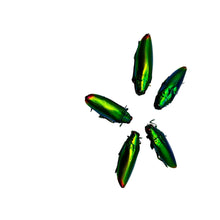 5 Flame Tip Green Jewel Beetles (Chrysochroa fulminans) - TaxidermyArtistry