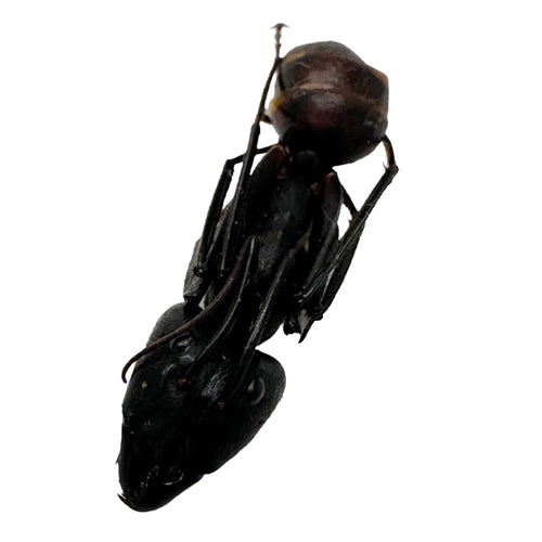 5 x Giant Soldier Forest Ant (Camponotus gigas) Insect - TaxidermyArtistry