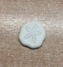 5 x Sand dollar shells [3/4" +] - TaxidermyArtistry