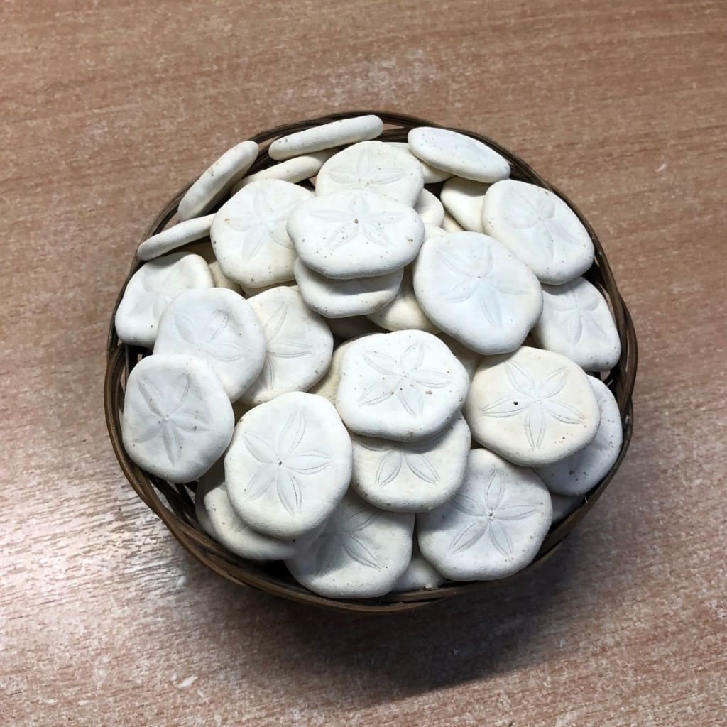 5 x Sand dollar shells [3/4