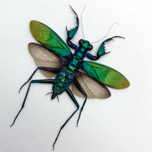 Metallic Praying Mantis Insect (Metallyticus Splendidus) (Pair) (Spread)