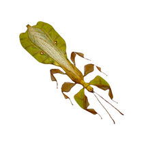 Gray's Leaf Insect Phyllium bioculatum pulchrifolium (M)