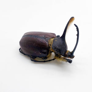Aecus Beetle (Golofa eacus) Insect - TaxidermyArtistry