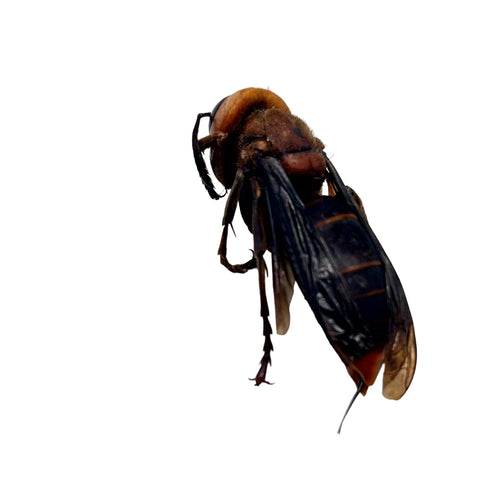 Asian Giant Hornet (Vespa mandarinia 'belladonna') - TaxidermyArtistry