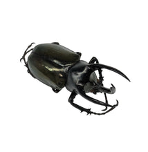 Atlas Beetle (Chalcosoma atlas keyboh) - TaxidermyArtistry