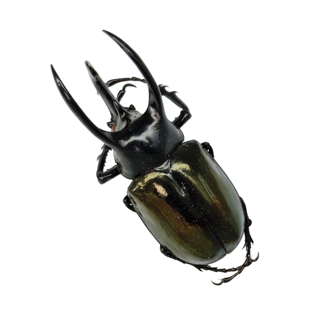 Atlas Beetle (Chalcosoma atlas keyboh) - TaxidermyArtistry