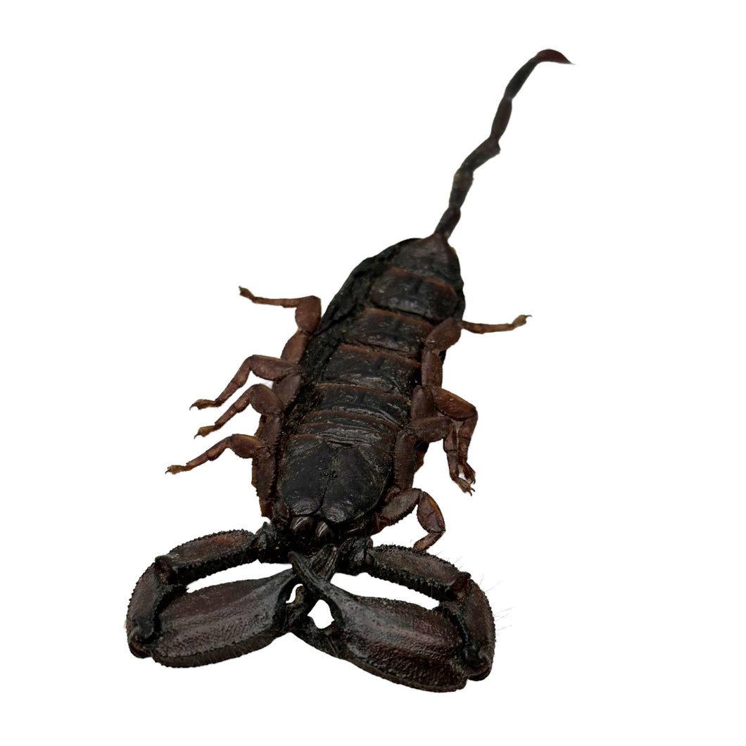 Banded Flat Rock Scorpion Hadogenes paucididens - TaxidermyArtistry