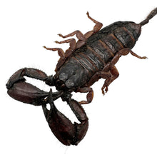 Banded Flat Rock Scorpion Hadogenes paucididens - TaxidermyArtistry