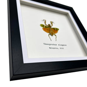 Banded Flower Mantis Frame (Theoprobus elegans) - TaxidermyArtistry