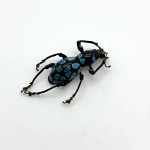 Beetle (Pachyrrhynchus Congestus Robustus) - TaxidermyArtistry