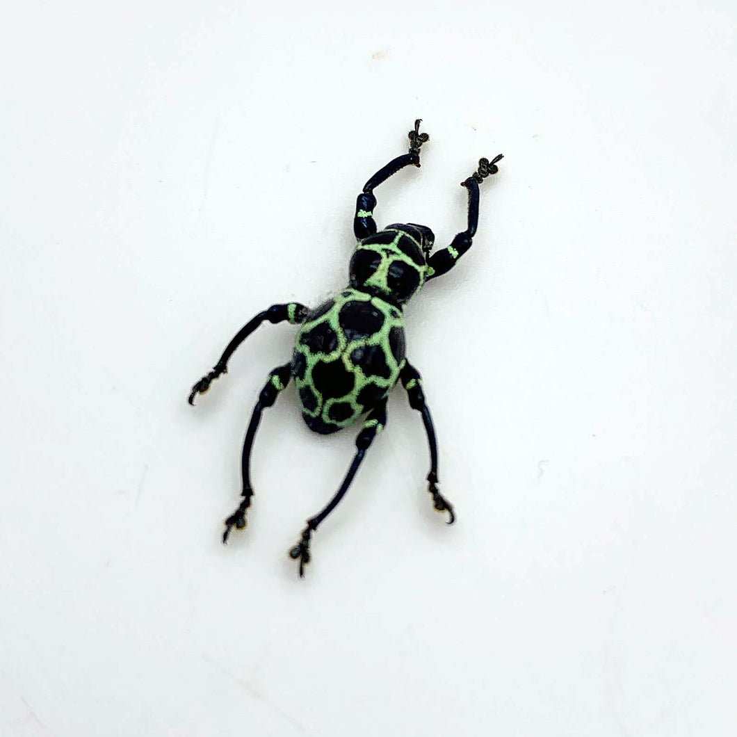 Beetle (Pachyrrhynchus cruciatus) - TaxidermyArtistry