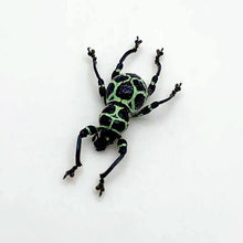 Beetle (Pachyrrhynchus cruciatus) - TaxidermyArtistry
