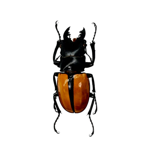 Black and Gold Beetle (Odontolabis ludekingi) M - TaxidermyArtistry