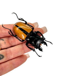 Black and Gold Beetle (Odontolabis ludekingi) M - TaxidermyArtistry