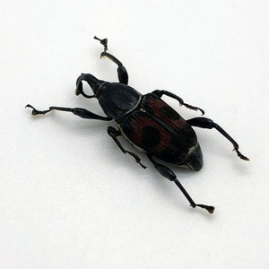Black and Red Weevil Beetle (cercidocerus sanguinipes) - TaxidermyArtistry