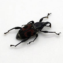 Black and Red Weevil Beetle (cercidocerus sanguinipes) - TaxidermyArtistry