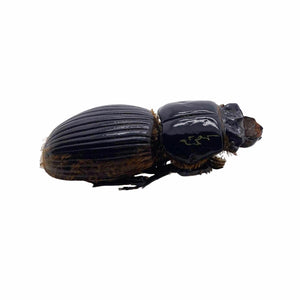 Black Bess Beetle (proculus goryi) Insect - TaxidermyArtistry