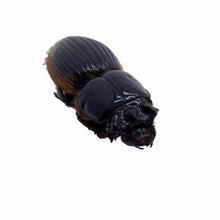 Black Bess Beetle (proculus goryi) Insect - TaxidermyArtistry