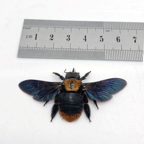 Black Bronze Carpenter Bee Xylocopa sp 01 - TaxidermyArtistry