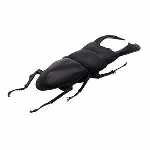 Black Giant Stag Beetle (Dorcus titanus typhon) - TaxidermyArtistry