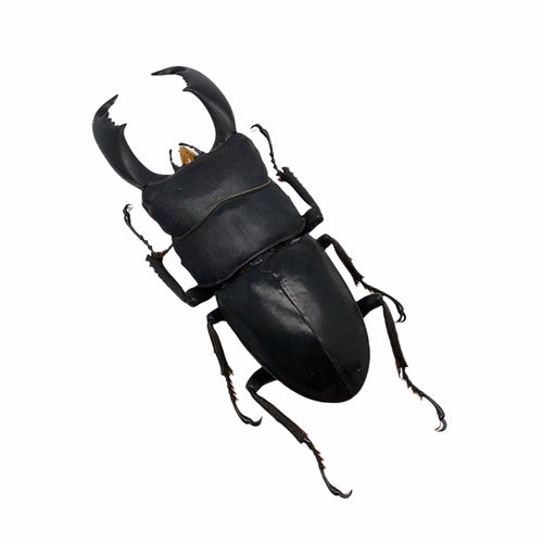 Black Giant Stag Beetle (Dorcus titanus typhon) - TaxidermyArtistry