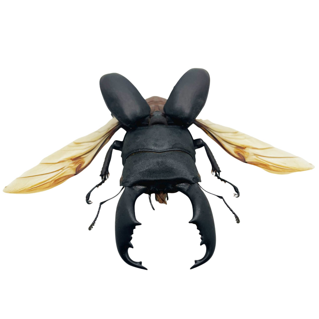 Black Giant Stag Beetle (Dorcus titanus typhon) (SPREAD) - TaxidermyArtistry