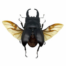 Black Giant Stag Beetle Long Horn (Dorcus alcides) (SPREAD) Insect - TaxidermyArtistry