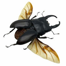 Black Giant Stag Beetle Long Horn (Dorcus alcides) (SPREAD) Insect - TaxidermyArtistry