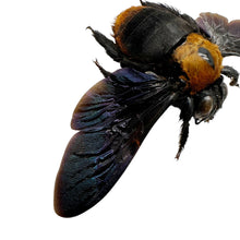 Black Gold Carpenter Bee Xylocopa confusa (F) - TaxidermyArtistry