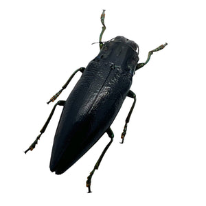 BLACK Jewel Beetle (Cyphogastra ludekingi) Insect - TaxidermyArtistry