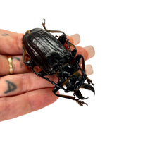 Black Longhorn Beetle (Anthracocentrus beringei) M - TaxidermyArtistry
