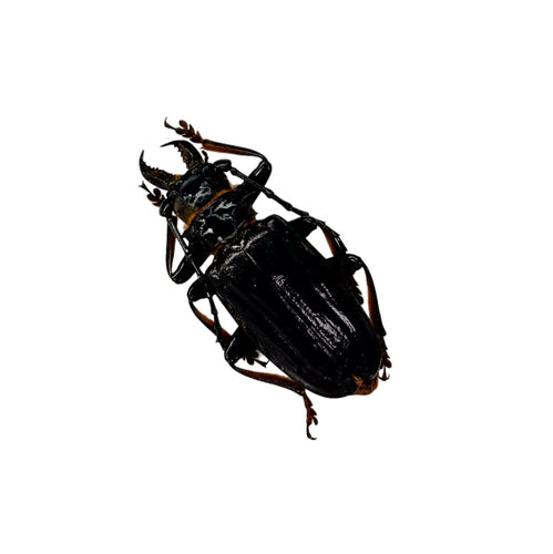 Black Longhorn Beetle (Anthracocentrus beringei) M - TaxidermyArtistry