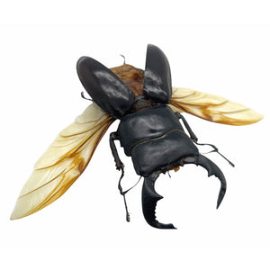 Black Stag Beetle (Dorcus bucephalus) (SPREAD) Insect - TaxidermyArtistry