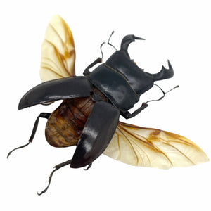 Black Stag Beetle (Dorcus bucephalus) (SPREAD) Insect - TaxidermyArtistry