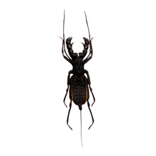 Black Tailed Whip scorpion vinegaroon (Thelyphonus feuerborni) - TaxidermyArtistry
