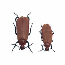 Blister beetle (Horia debyi) Insect (PAIR) - TaxidermyArtistry