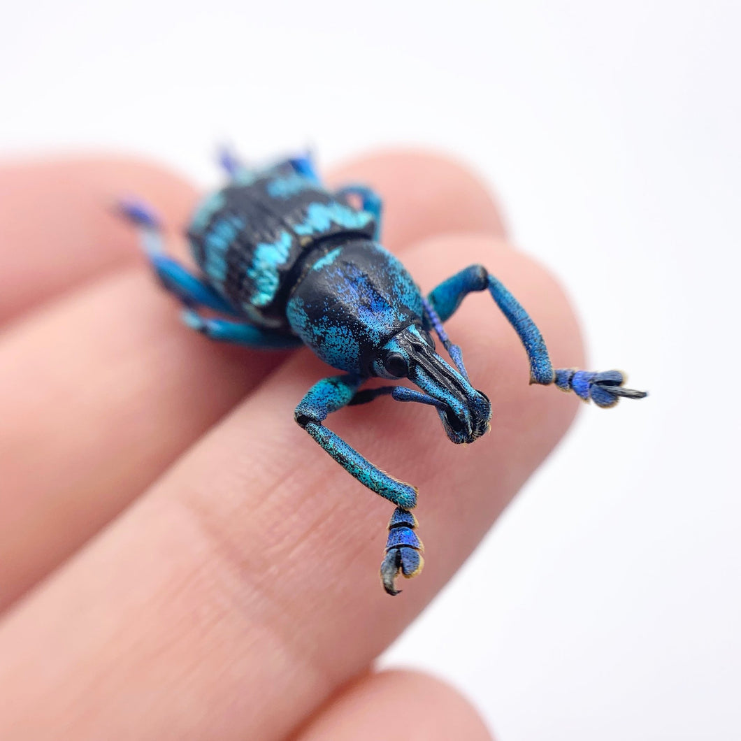 Blue Banded Weevil Beetle (Eupholus linnei) - TaxidermyArtistry