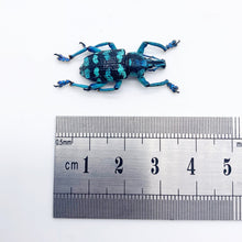 Blue Banded Weevil Beetle (Eupholus linnei) - TaxidermyArtistry