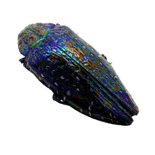 Blue Rainbow Jewel Beetle (Polybothris sumptuosa gema) Insect - TaxidermyArtistry