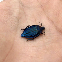 Blue silphidae Beetle (Necrophila renatae) - TaxidermyArtistry