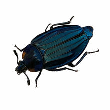 Blue silphidae Beetle (Necrophila renatae) - TaxidermyArtistry